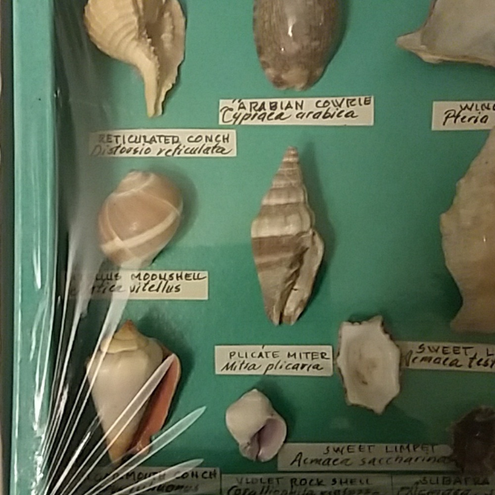Sea shells - Picture 3 of 4